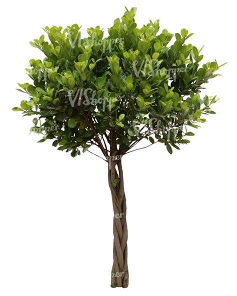 Cut Out Small Decorative Tropical Tree Cut Out Trees And