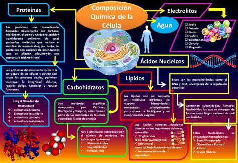 Alejandro Valenzuela Blog De Fisiología Básica Uas Composición Química