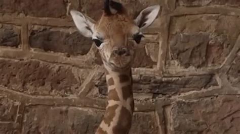 Watch Chester Zoo Captures Rare Baby Giraffes First Staggering Steps