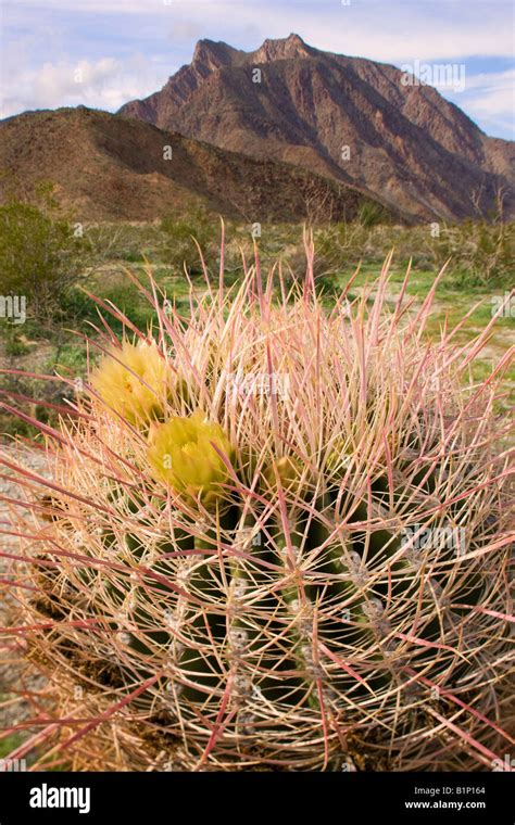 Southwestern Barrel Cactus Anza Borrego Desert State Park California