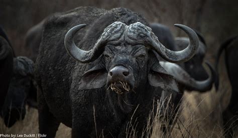 Interesting Facts About African Buffalo Just Fun Facts