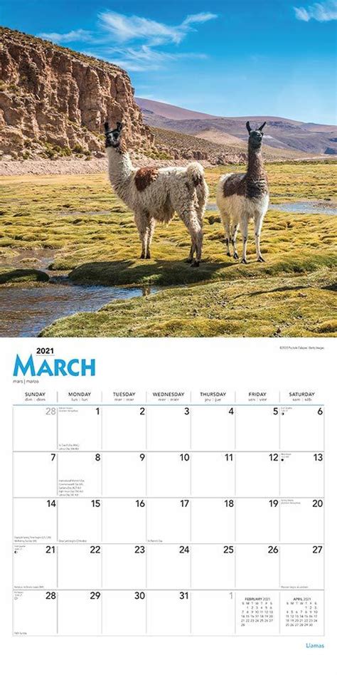 Buy Llamas 2021 Square Wall Calendar At Mighty Ape Nz