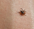 Ticks & Lyme Disease – Western UP Health Department