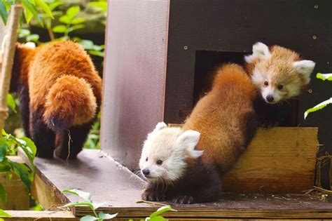 Twin Red Panda Cubs Die At Longleat Safari Park In Freezing Uk Snow