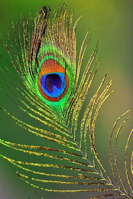 Peacock Feather Peacock Wall Art Peacock Images Peacock Feather Art