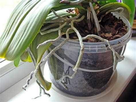 5 Essentials To Growing Orchids Indoors Plantscapers