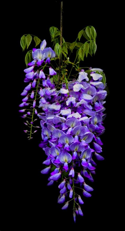 Wisteria Purple Flowers Purple Wisteria Purple Orchids