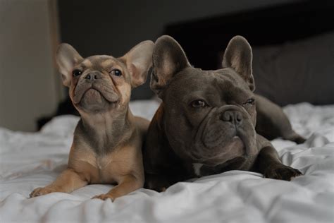 Should You Get A Second Frenchie