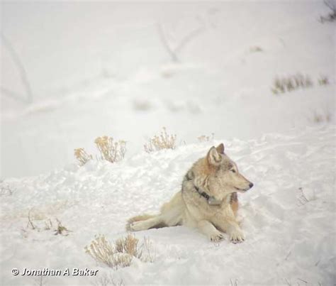 Yellowstone Wolf Tracking The Packs