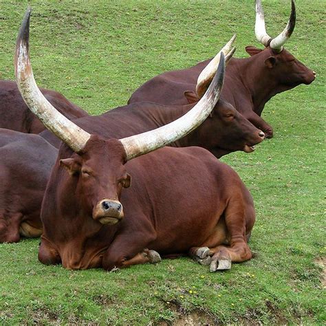 22 Notable Cattles With Distinctively Long And Large Horns L Ankole