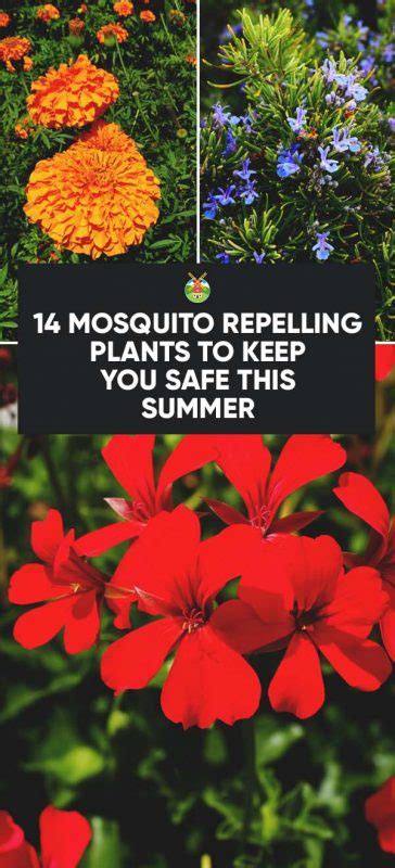 14 Mosquito Repelling Plants To Plant In Your Garden