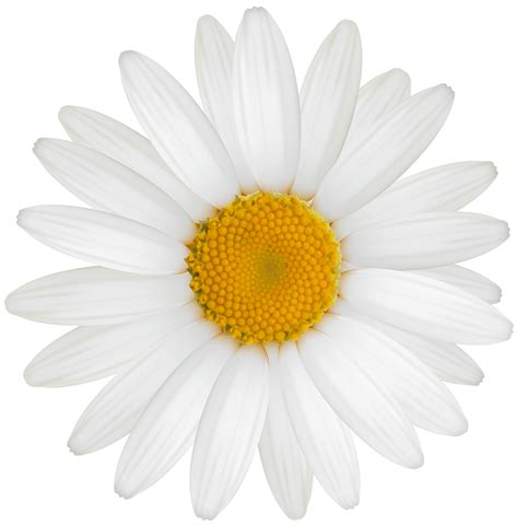 White Daisy Transparent 14033597 Png