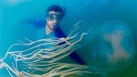 Vinegar Makes Box Jellyfish Stings Worse Australian Researchers Say