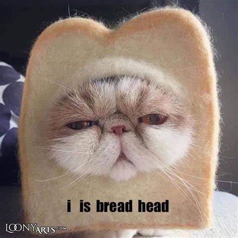 This Bread Head Cat Will Make Your Day Because You Know We All
