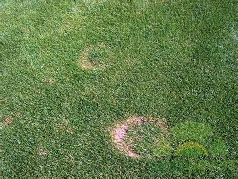Dead Rings In Your Grass Dealing With Brown Circles In Your Lawn