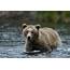 Brown Bear In Water  Alaska Cruise Train Journey