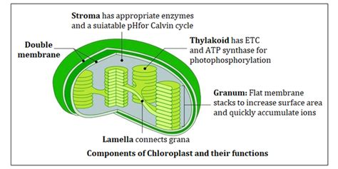 Maybe you would like to learn more about one of these? What is the structure of the chloroplast? - Quora