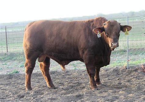 lot 30 lmc rock amigo 5d 185 cattle in motion cattle auctions live broadcasts online