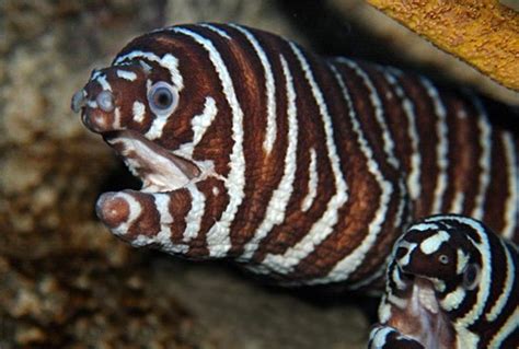 Zebra Moray Eel Gymnomuraena Zebra Saltwater Fish For Sale