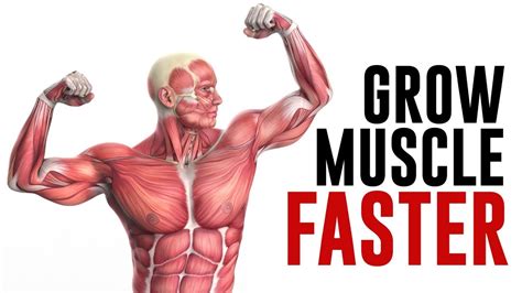 How To Grow Muscle Faster Key Factors To Build Muscle Explained Youtube