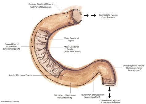 Suspensory Muscle Of Duodenum Wikipedia