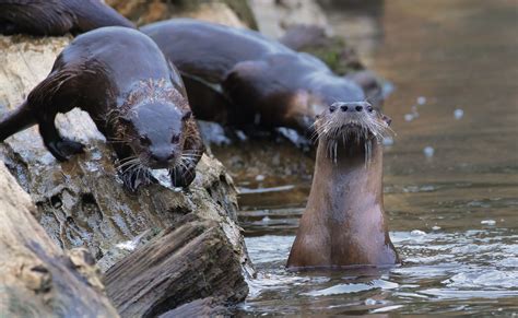 North American River Otters Call The Gualala River Home As