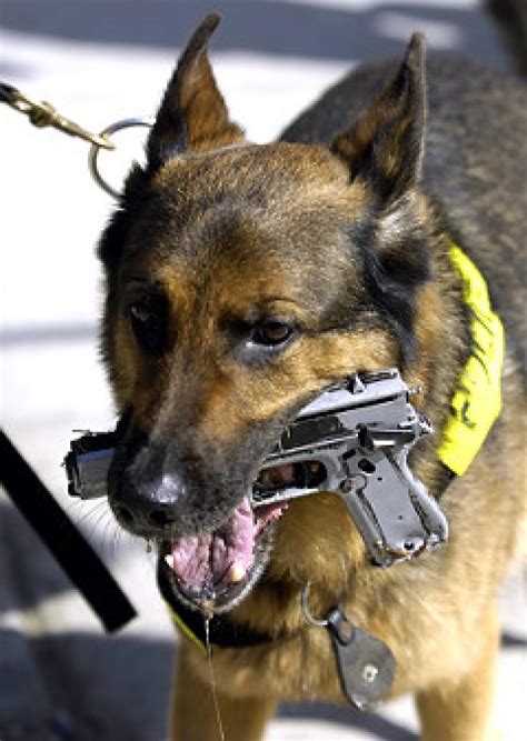 The Gallery For German Shepherd Police Dog In Action