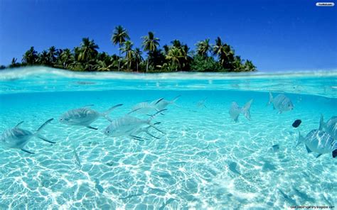 Clear Tropical Water With Fish Wallpapers Gallery