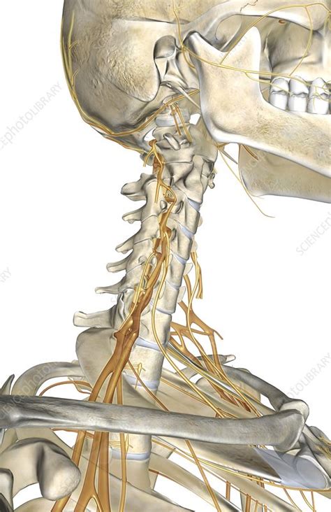 The Nerves Of The Neck Stock Image C0081178 Science Photo Library