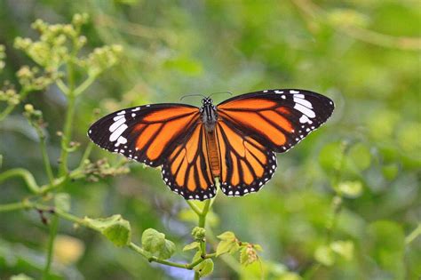Mariposa Monarca En Peligro De Extinción Entra A La Lista