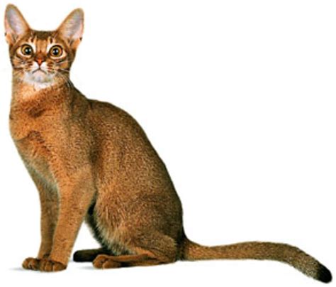 60 Sassy Siamese Cat Names Pethelpful