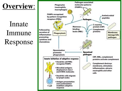 Ppt Overview Innate Immune Response Powerpoint Presentation Id