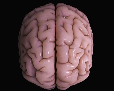 Medical Anatomical Human Brain Model Anatomy Cerebral Cortex Brain My