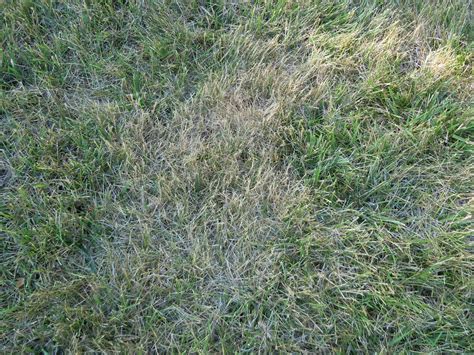 Purdue Turf Tips My Lawn Is Brown And Crunchy Is It Dead What Do I