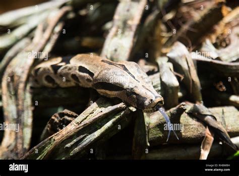 Boa Constrictor Es Famoso Como Una De Las Especies De Serpientes Más