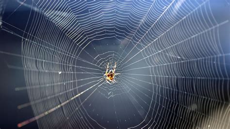 The Man Made Spider Webs Created By Scientists