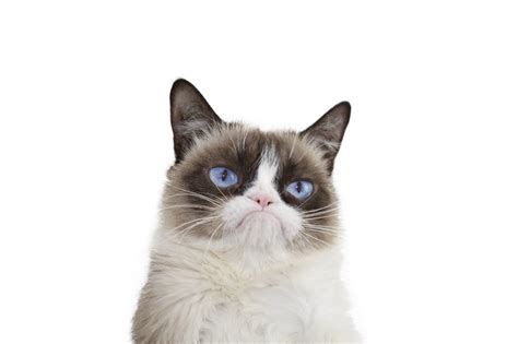 Grumpy Cat Wallpapers Top Free Grumpy Cat Backgrounds