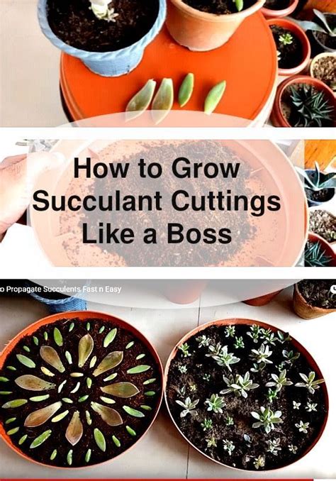 Buy a succulent or cactus potting mix or make your own for the best results. Growing Succulent Cuttings (Great Must Watch Video and ...