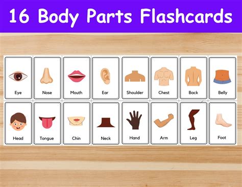 16 Body Parts Flashcards Image Cards For Kids Preschoolers Etsy