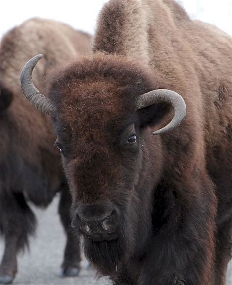 Hd Wallpaper Bison Buffalo American Animal Head Profile Mammal