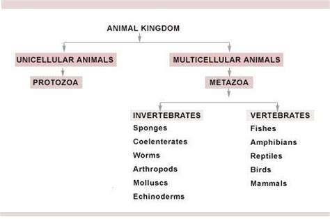 Features of the Animal Kingdom · Concepts of Biology , study Material