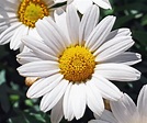Álbumes 90+ Foto partes de la flor margarita blanca Alta definición ...