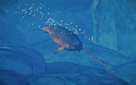 Narwhal Buffzoo Planet Zoo Modding Library Wiki Fandom