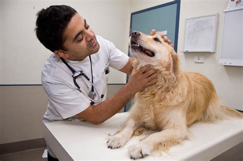 A love and passion for pets and animals with an interest in their health Inspiring Job: How to Become a Veterinary Doctor in India ...