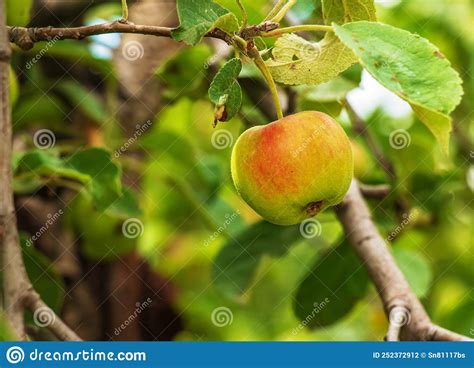 Apple Tree Branch With Ripening Juicy Apples Under Bright Sunlight