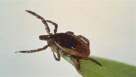 Over 14 Of World Has Had Lyme Disease Study The Business Post