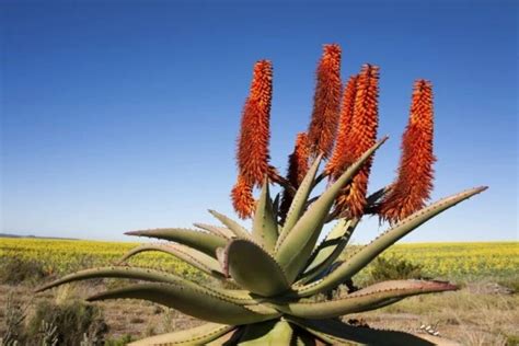 Faune Flore Plantes Et Animaux Dafrique Du Sud