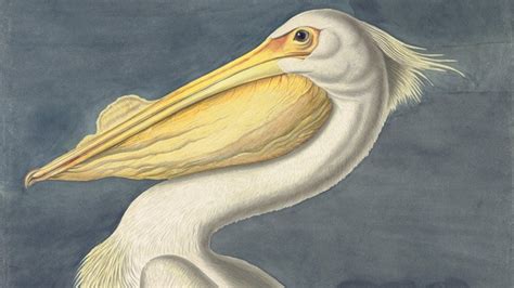 Explorer Naturalist Artist John James Audubon And The Birds Of
