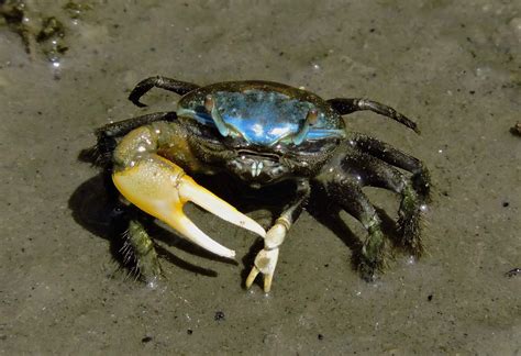 Atlantic Marsh Fiddler Crab A Picture I Took At Cape Cod Rmarinebiology