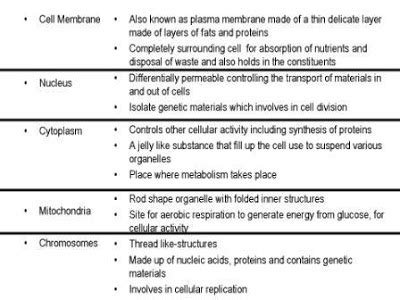 The nucleus is the most prominent organelle in the cell that you can see under a microscope. 13 Best Images of Parts Of A Plant Cell Worksheet - Plant ...